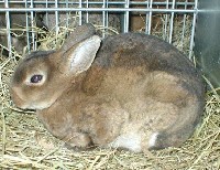 Futerkowa rasa królików Castorex