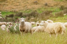 pasące się owce