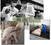 Szczepienia zwierząt są aktuanie najlepszym sposobem na przeciwdziałanie chorobom zakaźnym.