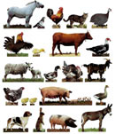Najpowszechniejsze zwierzęta hodowlane w gospdarstwach rolnych. Bez podziału na ich przeznaczenie.